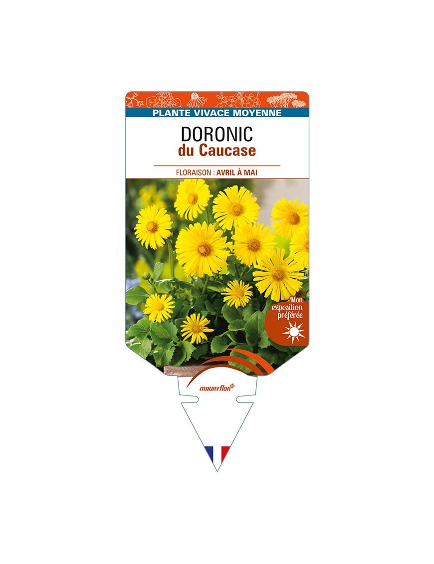 DORONICUM du Caucase (jaune)