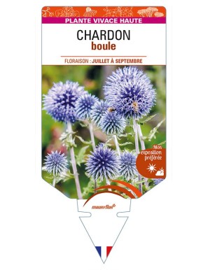 ECHINOPS ritro (bleu) voir CHARDON boule
