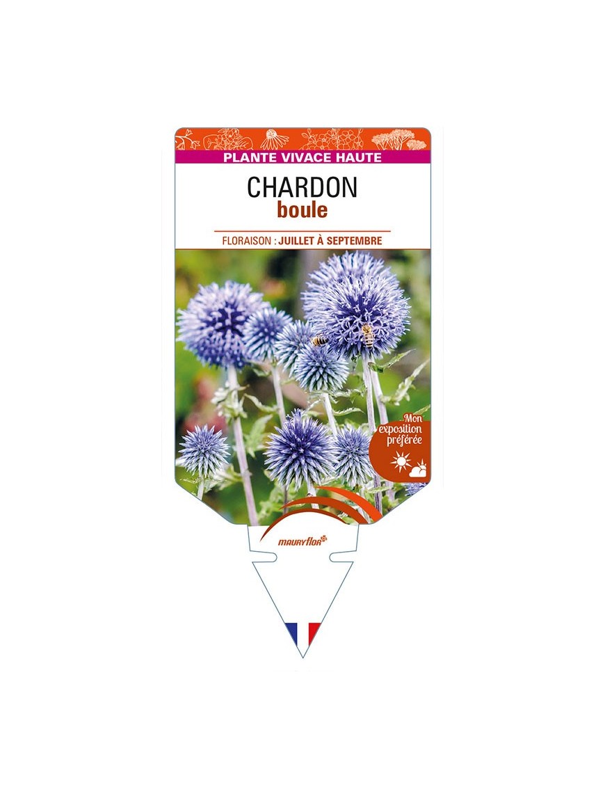 ECHINOPS ritro (bleu) voir CHARDON boule