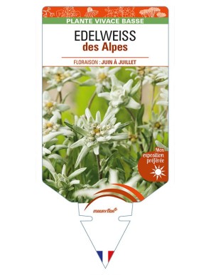 EDELWEISS DES ALPES