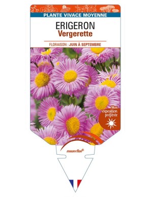 ERIGERON (rose) voir VERGERETTE