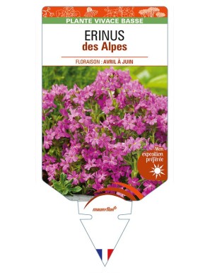 ERINUS DES ALPES (rose)