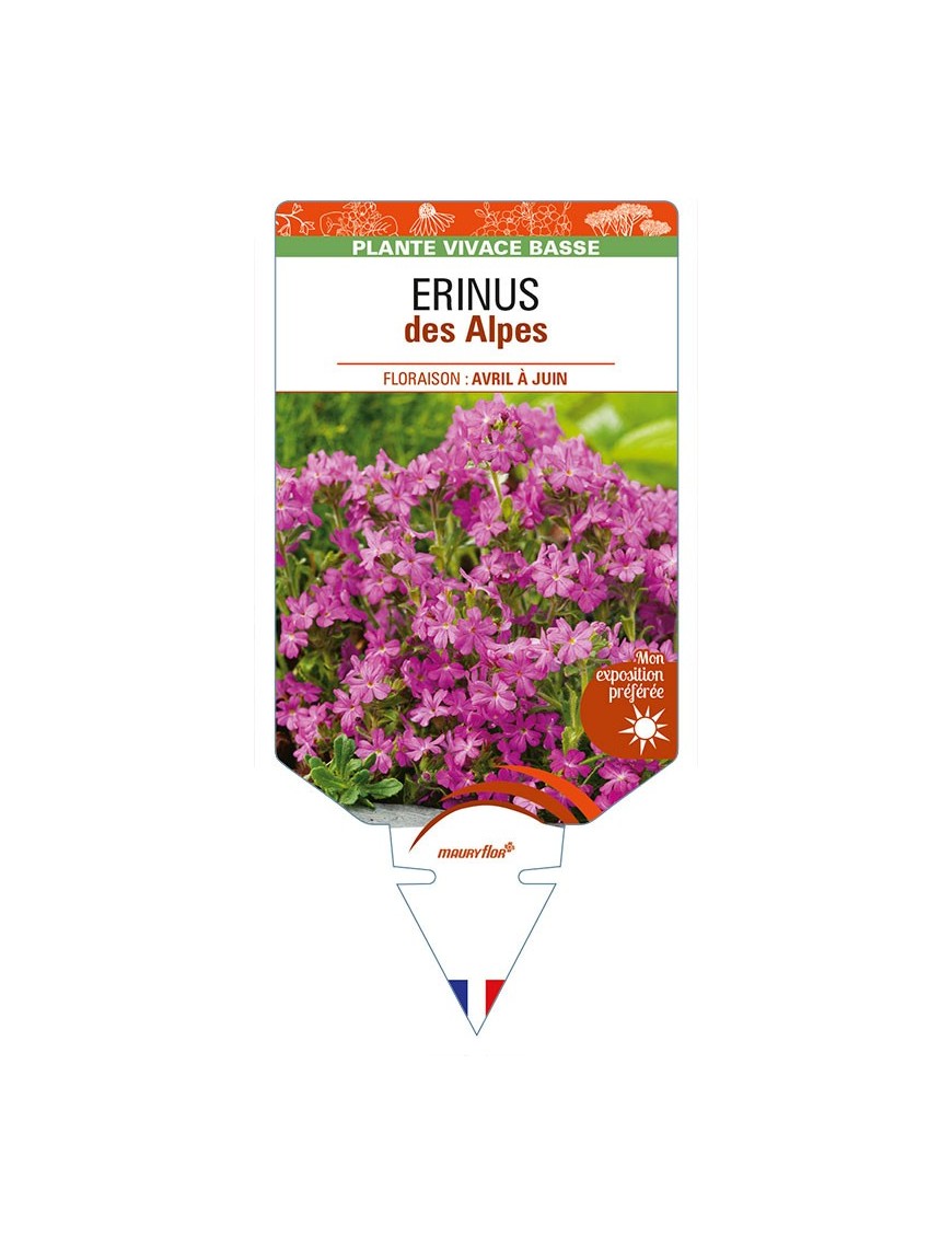 ERINUS DES ALPES (rose)