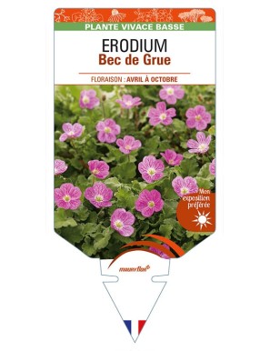 ERODIUM x variabile 'Roseum' voir Bec de Grue