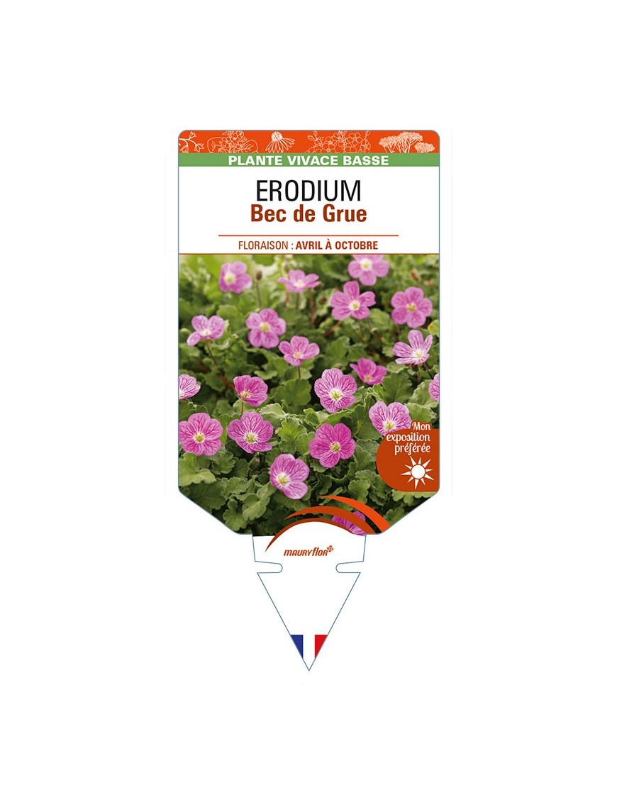 ERODIUM x variabile 'Roseum' voir Bec de Grue