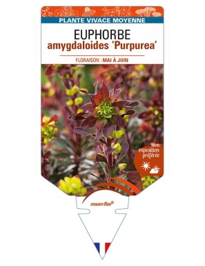 EUPHORBE AMYGDALOIDES PURPUREA