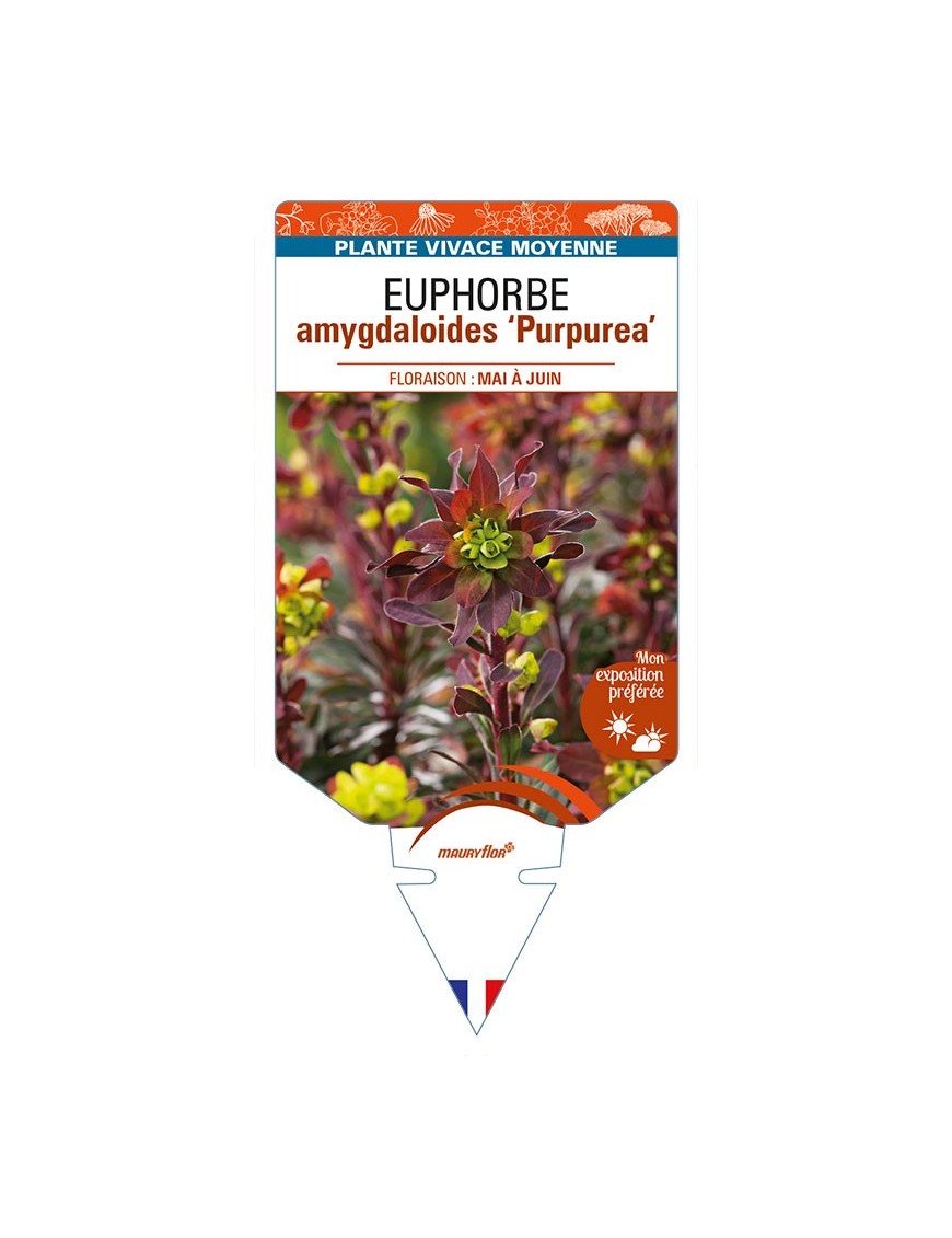 EUPHORBE AMYGDALOIDES PURPUREA