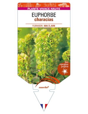 EUPHORBE CHARACIAS (jaune)
