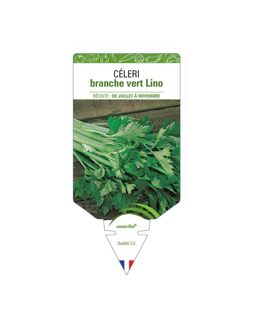 CÉLERI BRANCHE VERT LINO