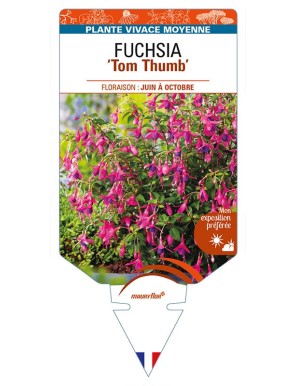 FUCHSIA ‘Tom Thumb’