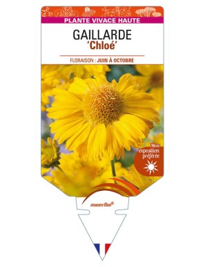 GAILLARDIA 'Chloe' (jaune)