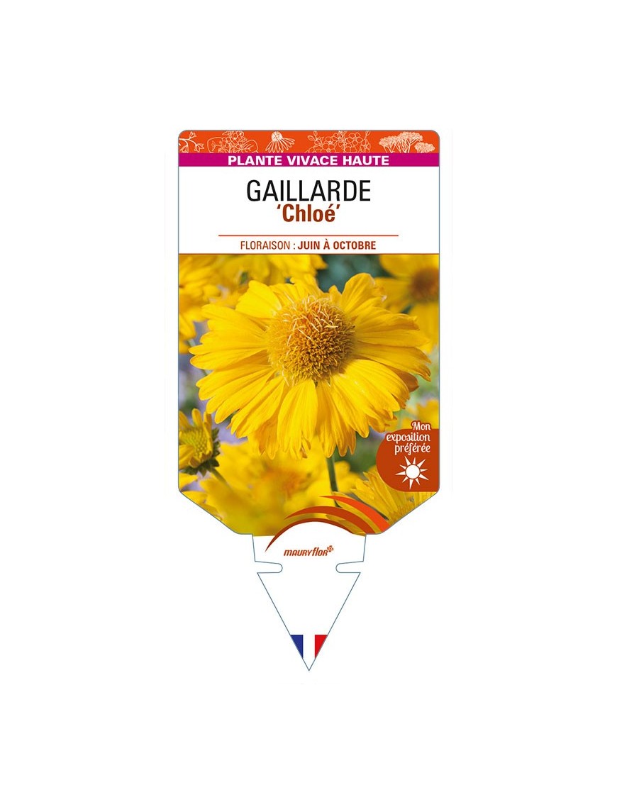 GAILLARDIA 'Chloe' (jaune)