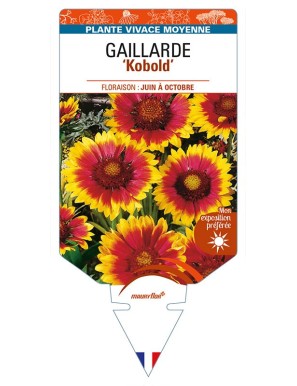 GAILLARDIA 'Kobold' (rouge et jaune)