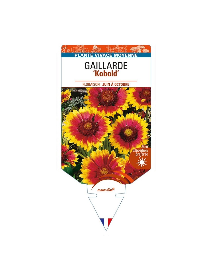 GAILLARDIA 'Kobold' (rouge et jaune)