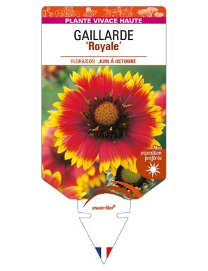 GAILLARDIA 'Royale' (rouge et jaune)