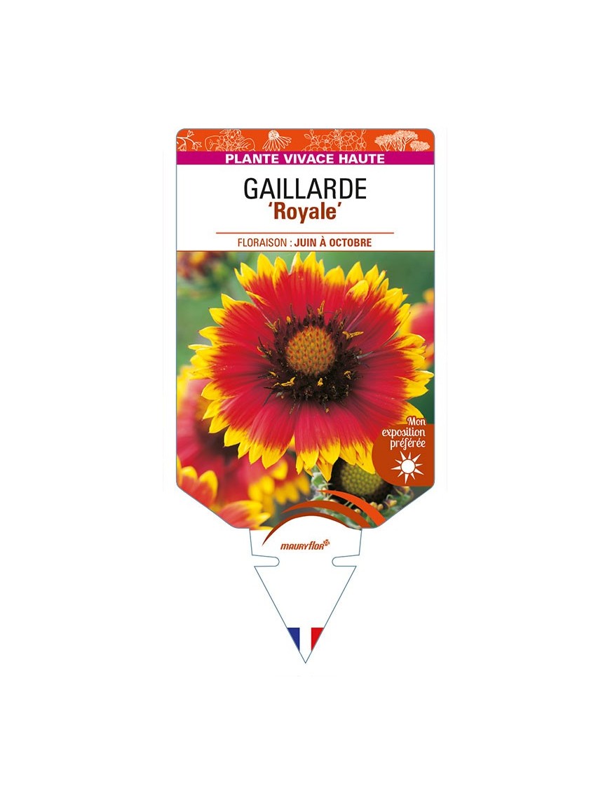 GAILLARDIA 'Royale' (rouge et jaune)