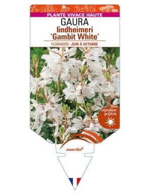 GAURA lindheimeri 'Gambit White'