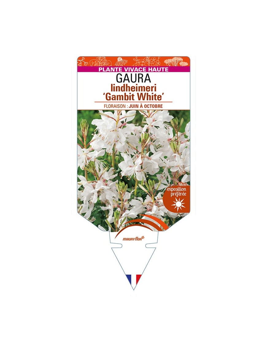 GAURA lindheimeri 'Gambit White'