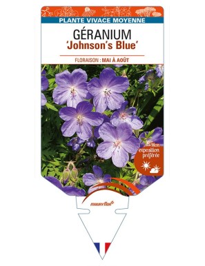 GERANIUM 'Johnson's Blue'