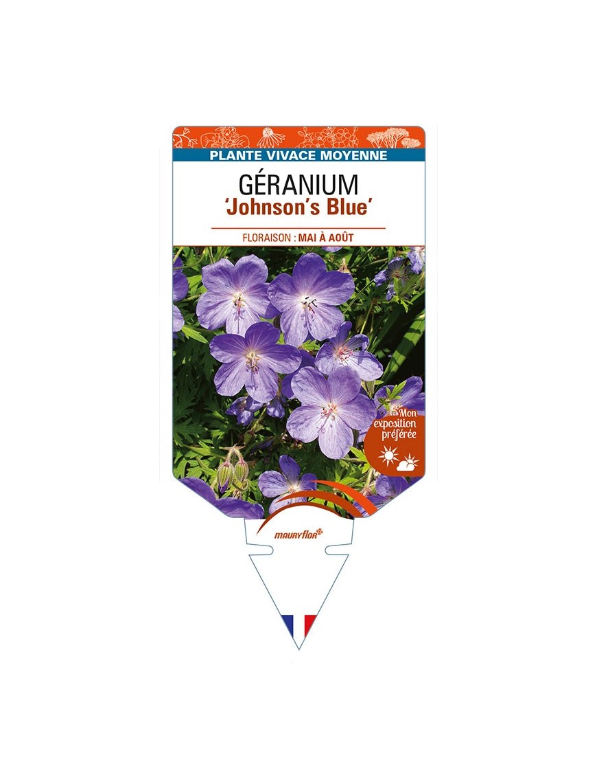 GERANIUM 'Johnson's Blue'
