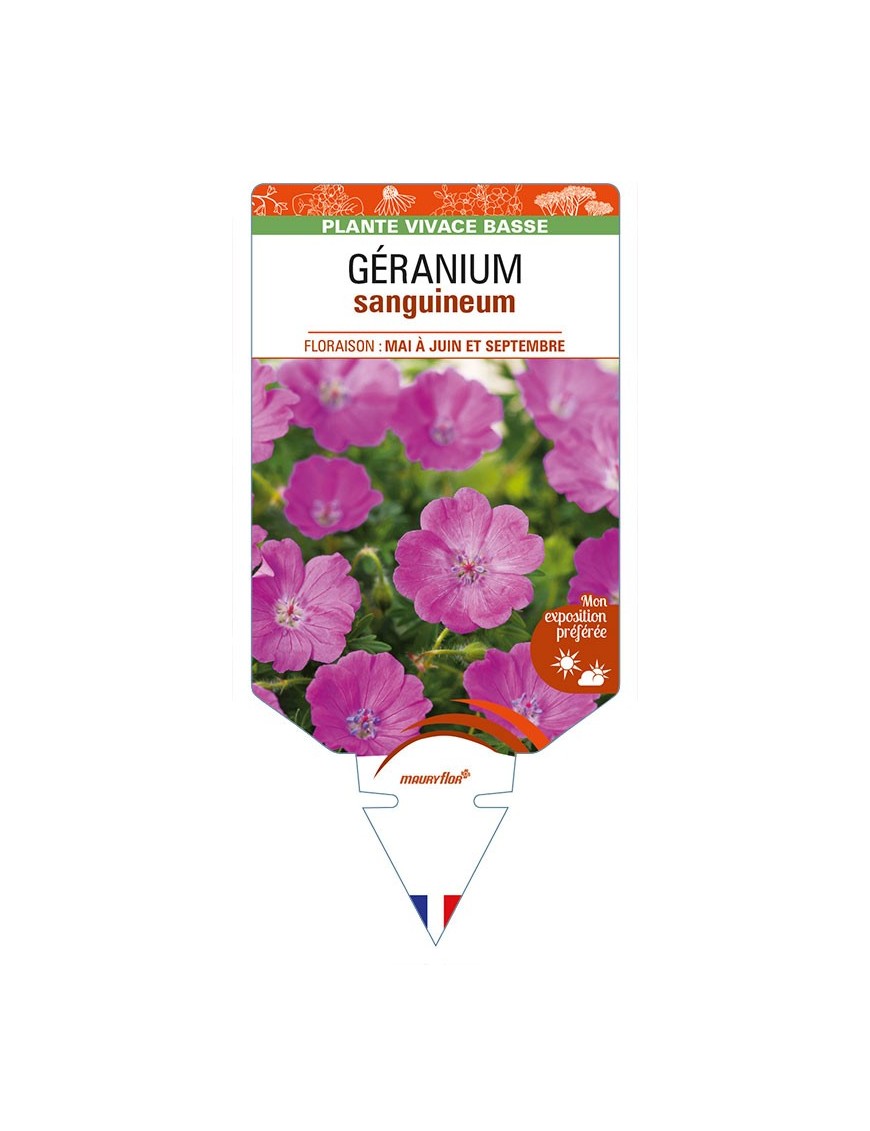 GERANIUM sanguineum (rouge)