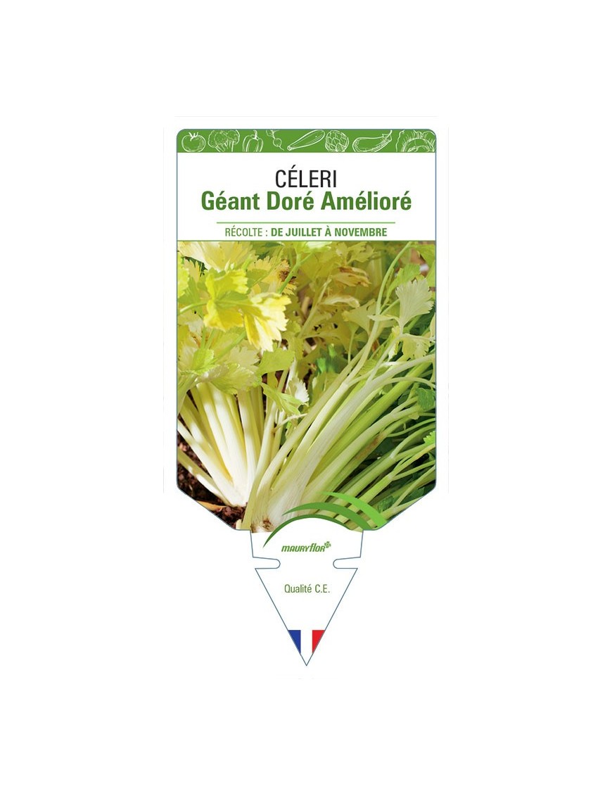CÉLERI GÉANT DORÉ AMÉLIORÉ