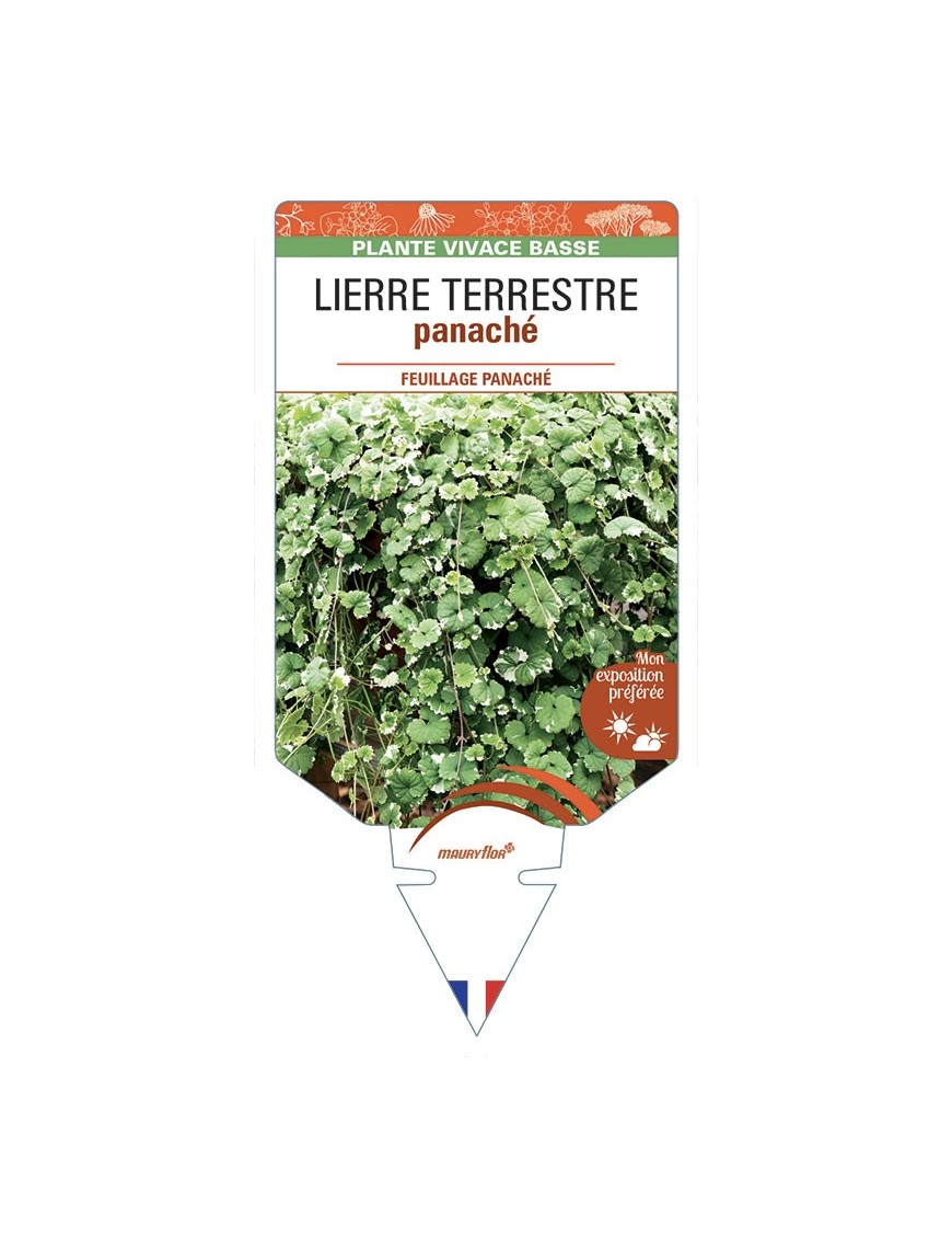 GLECHOMA ‘Variegata’ voir LIERRE TERRESTRE panaché
