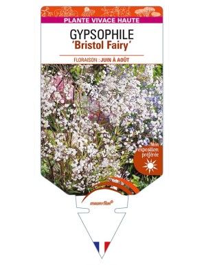 GYPSOPHILA ‘Bristol Fairy’ (blanc double)
