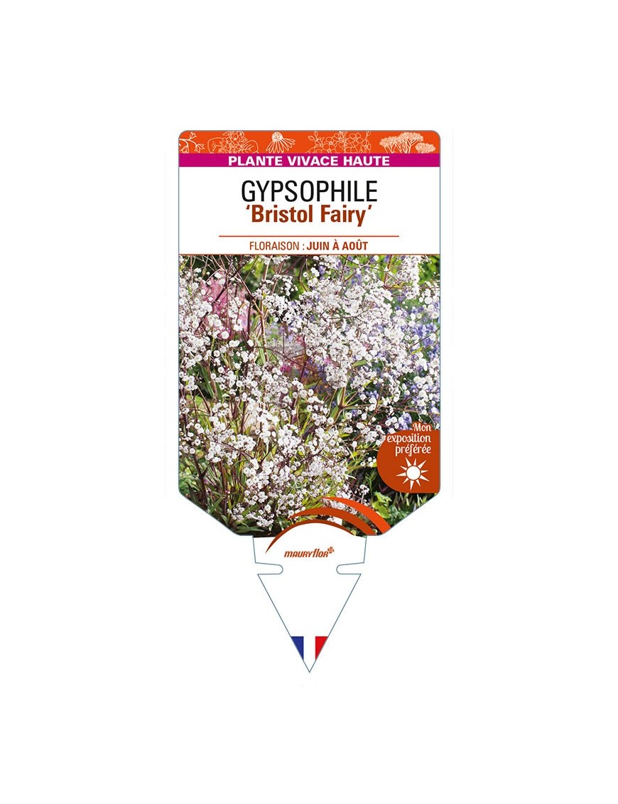GYPSOPHILA ‘Bristol Fairy’ (blanc double)