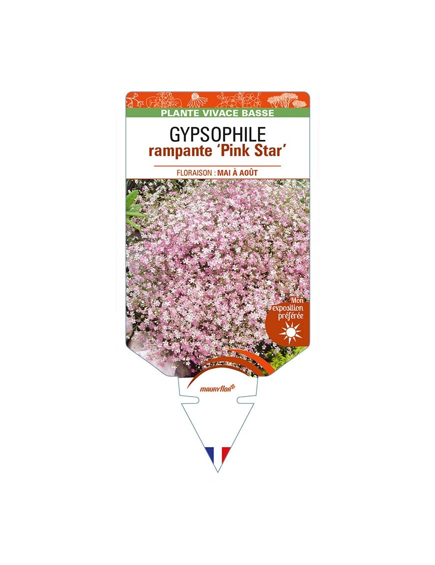 GYPSOPHILA repens 'Pink Star'