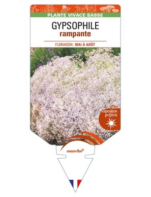 GYPSOPHILA repens (blanc)