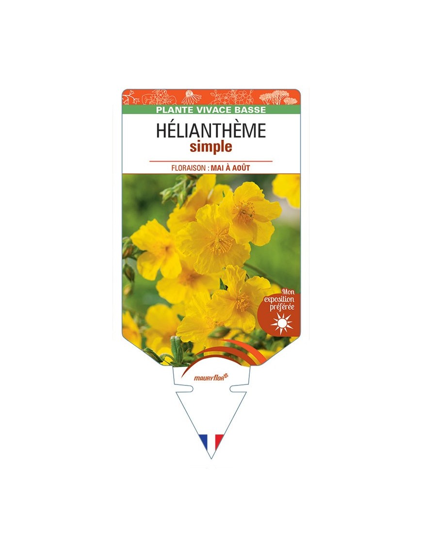 HELIANTHÈME SIMPLE (jaune)
