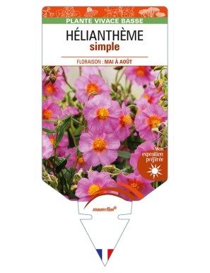 HÉLIANTHÈME SIMPLE (rose)