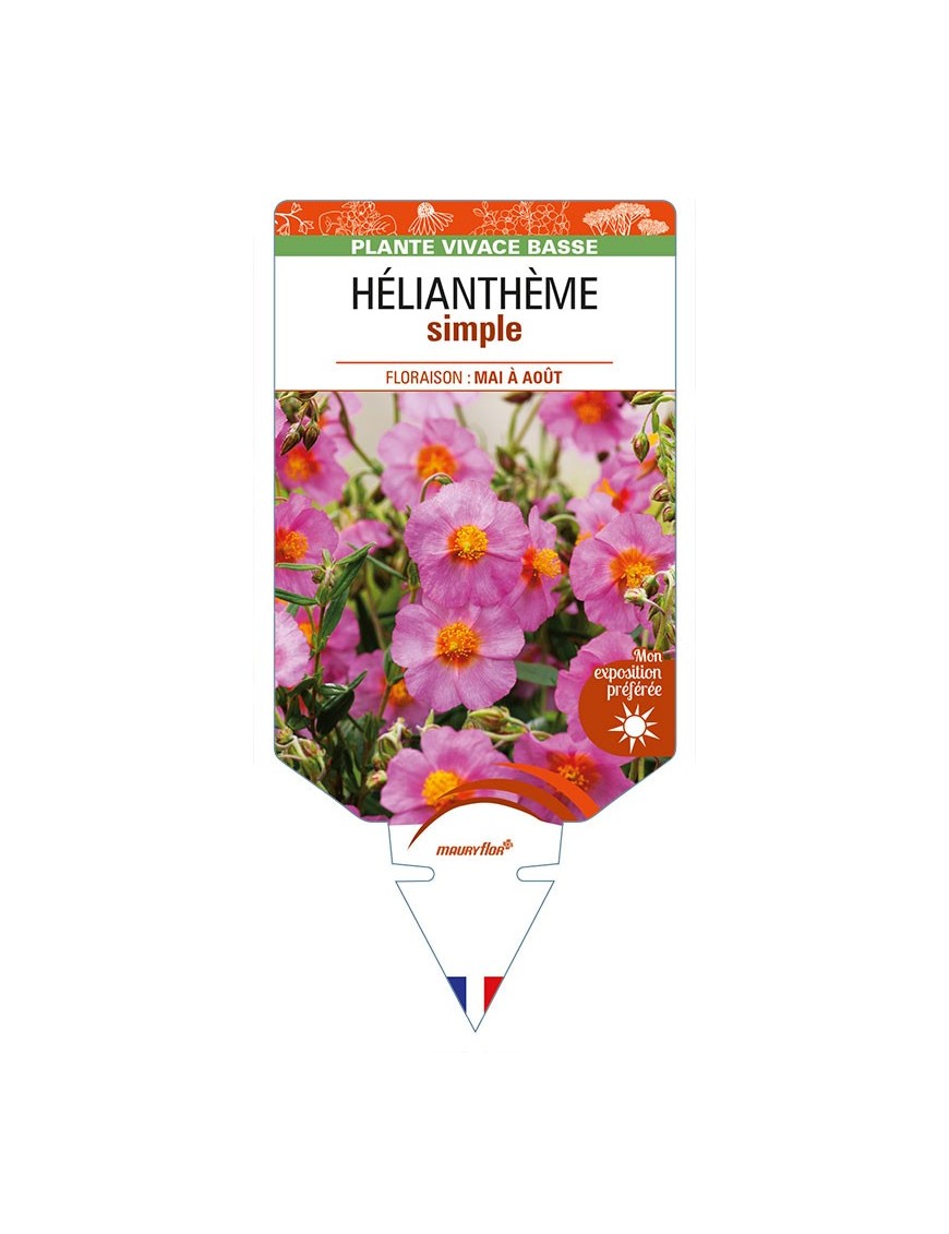 HÉLIANTHÈME SIMPLE (rose)