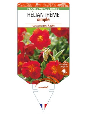 HELIANTHÈME SIMPLE (rouge)