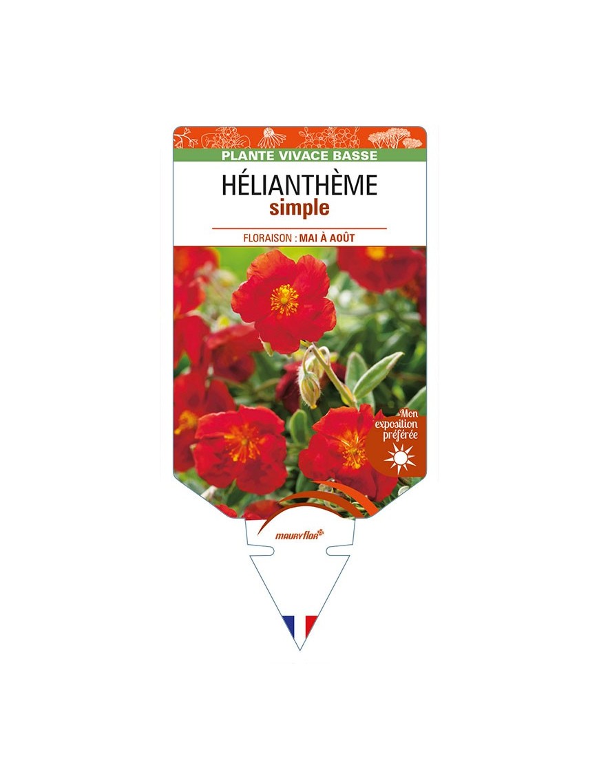 HELIANTHÈME SIMPLE (rouge)