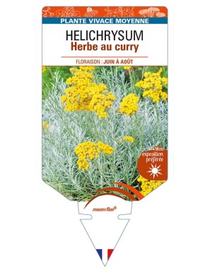 HELICHRYSUM italicum voir Herbe au curry