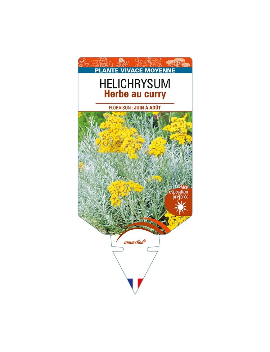 HELICHRYSUM italicum voir Herbe au curry