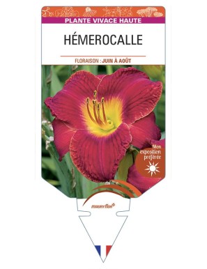 HEMEROCALLIS (rouge)