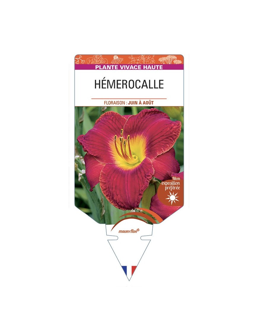 HEMEROCALLIS (rouge)