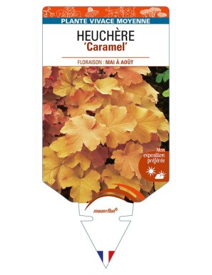 HEUCHERA 'Caramel'