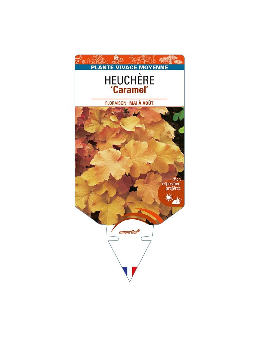 HEUCHERA 'Caramel'