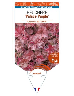 HEUCHERA 'Palace Purple'