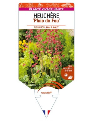 HEUCHERA x brizoides 'Pluie de Feu'