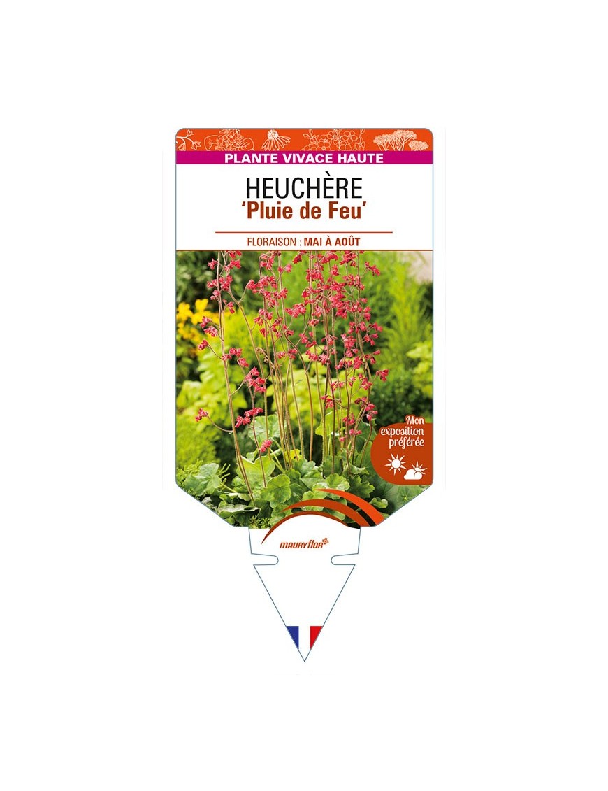 HEUCHERA x brizoides 'Pluie de Feu'