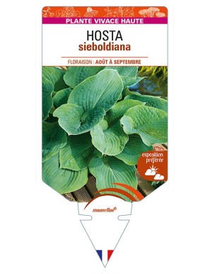HOSTA sieboldiana (bleu)