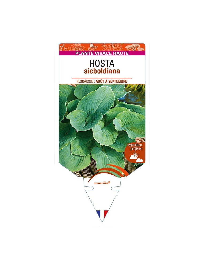 HOSTA sieboldiana (bleu)