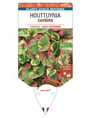 HOUTTUYNIA cordata