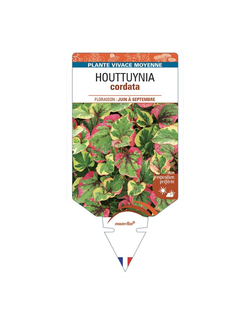 HOUTTUYNIA cordata