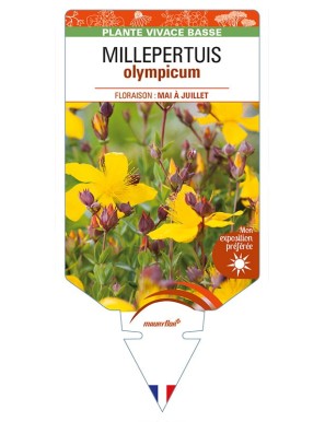 HYPERICUM olympicum voir MILLEPERTUIS